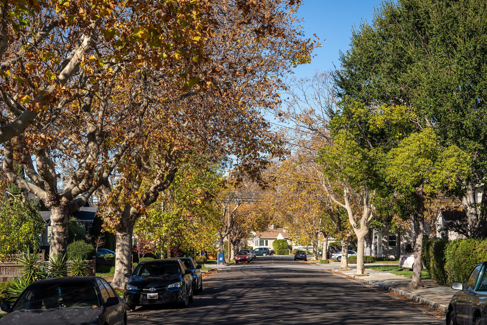 Beresford Manor tree-lined street in San Mateo.