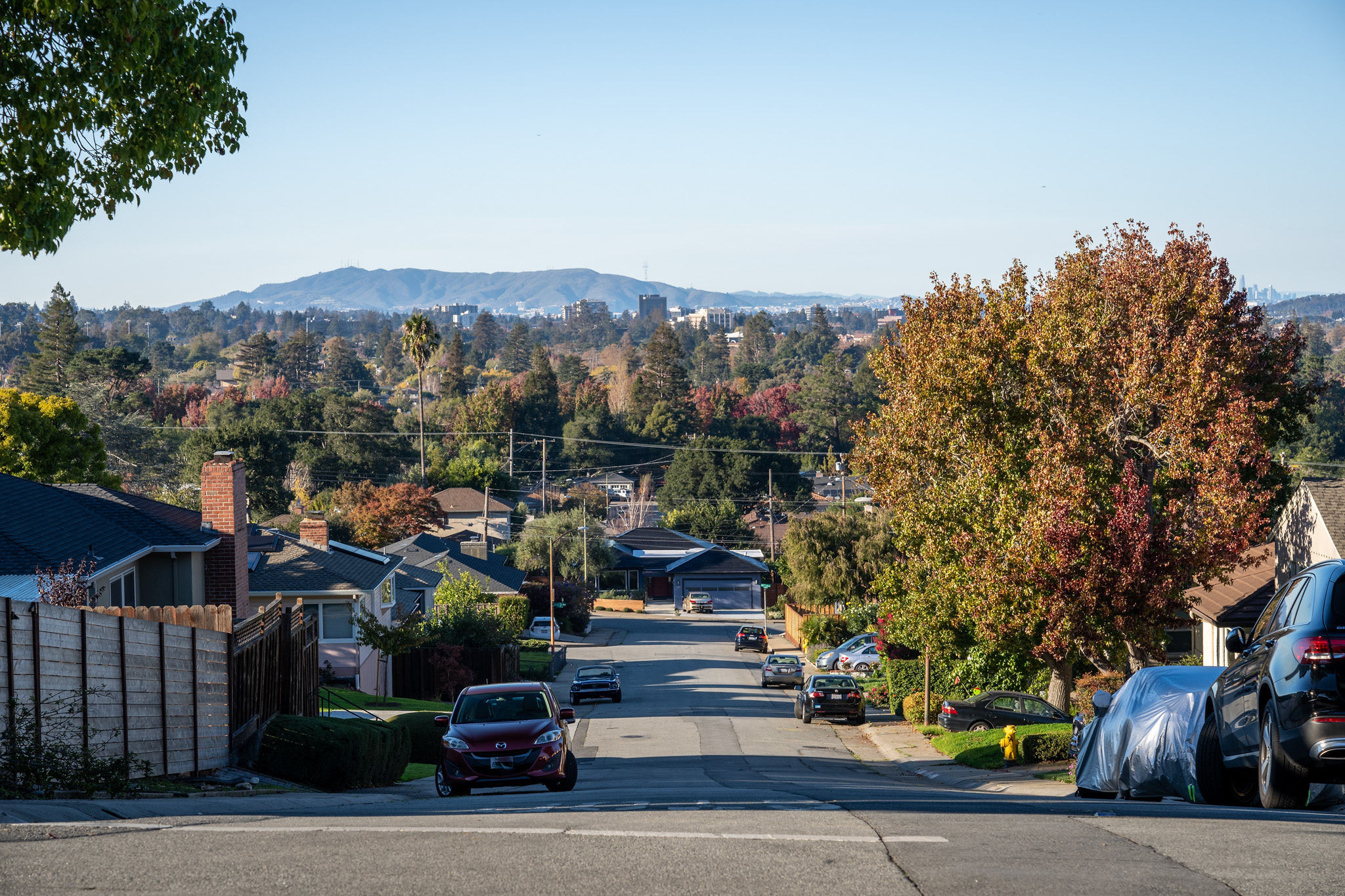 Street view with maple trees in  Westwood Knolls area in San Mateo