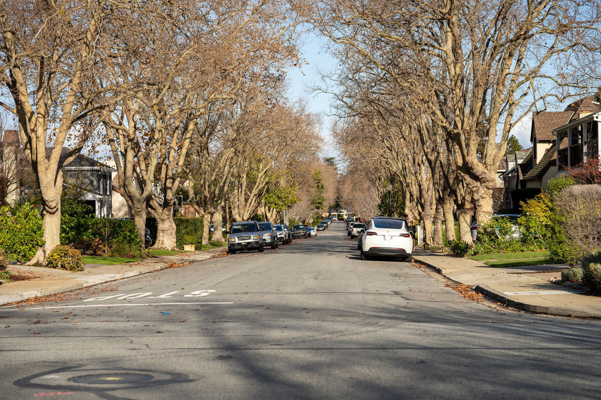 Aragon tree lined street with no leaves in San Mateo.