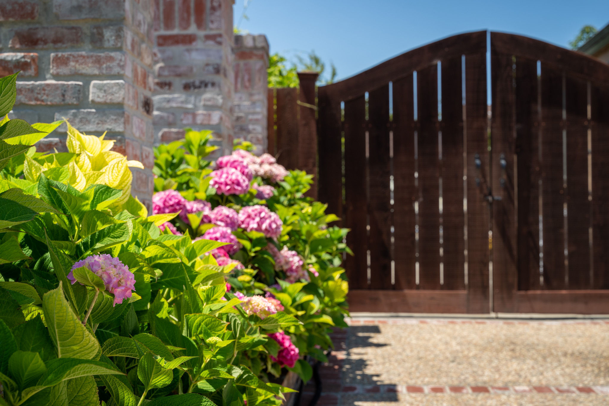 Pink flowers beside a brown wooden gate in San Mateo.