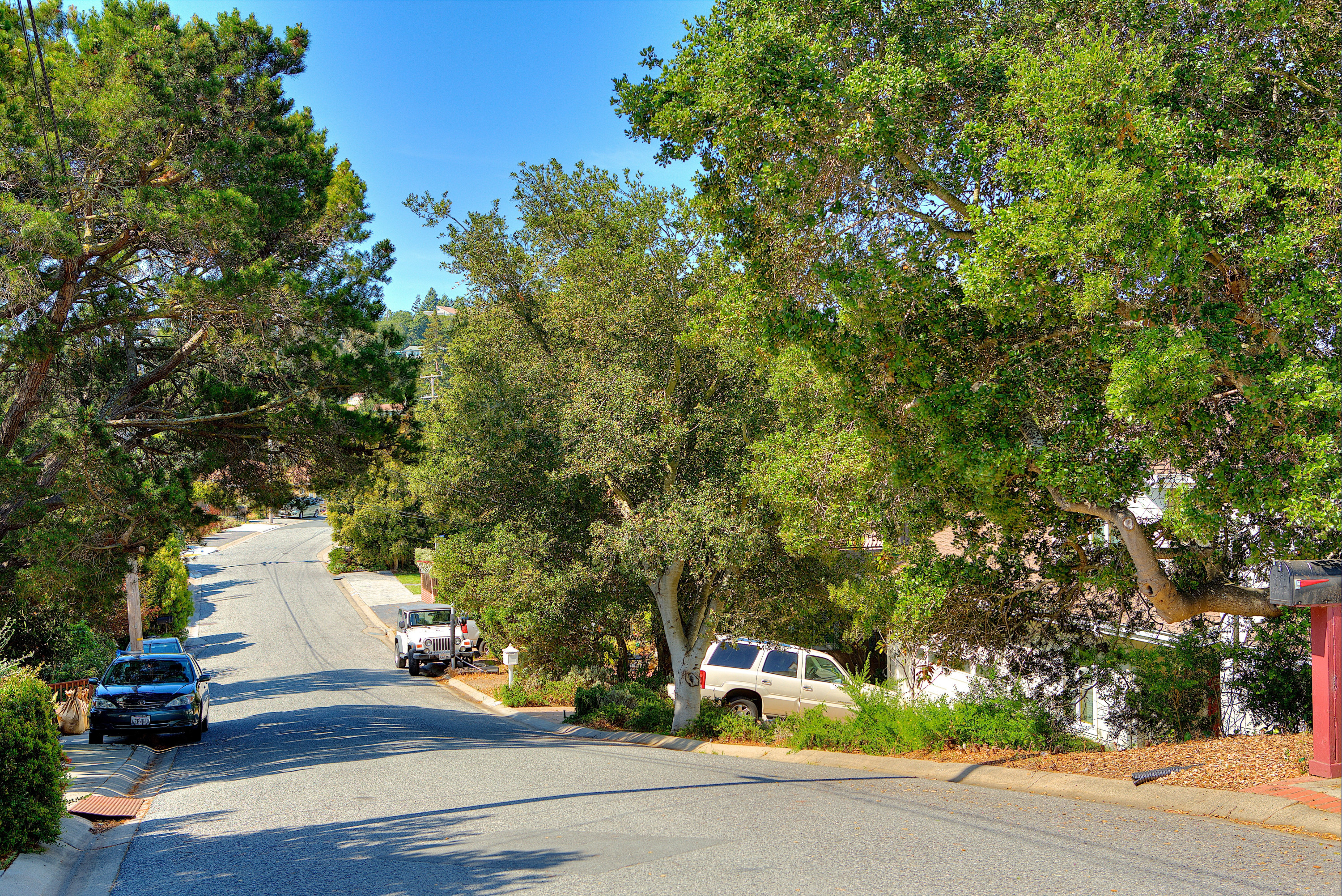 Street view with cars and trees  in the Antique Forest Homes area in Belmont