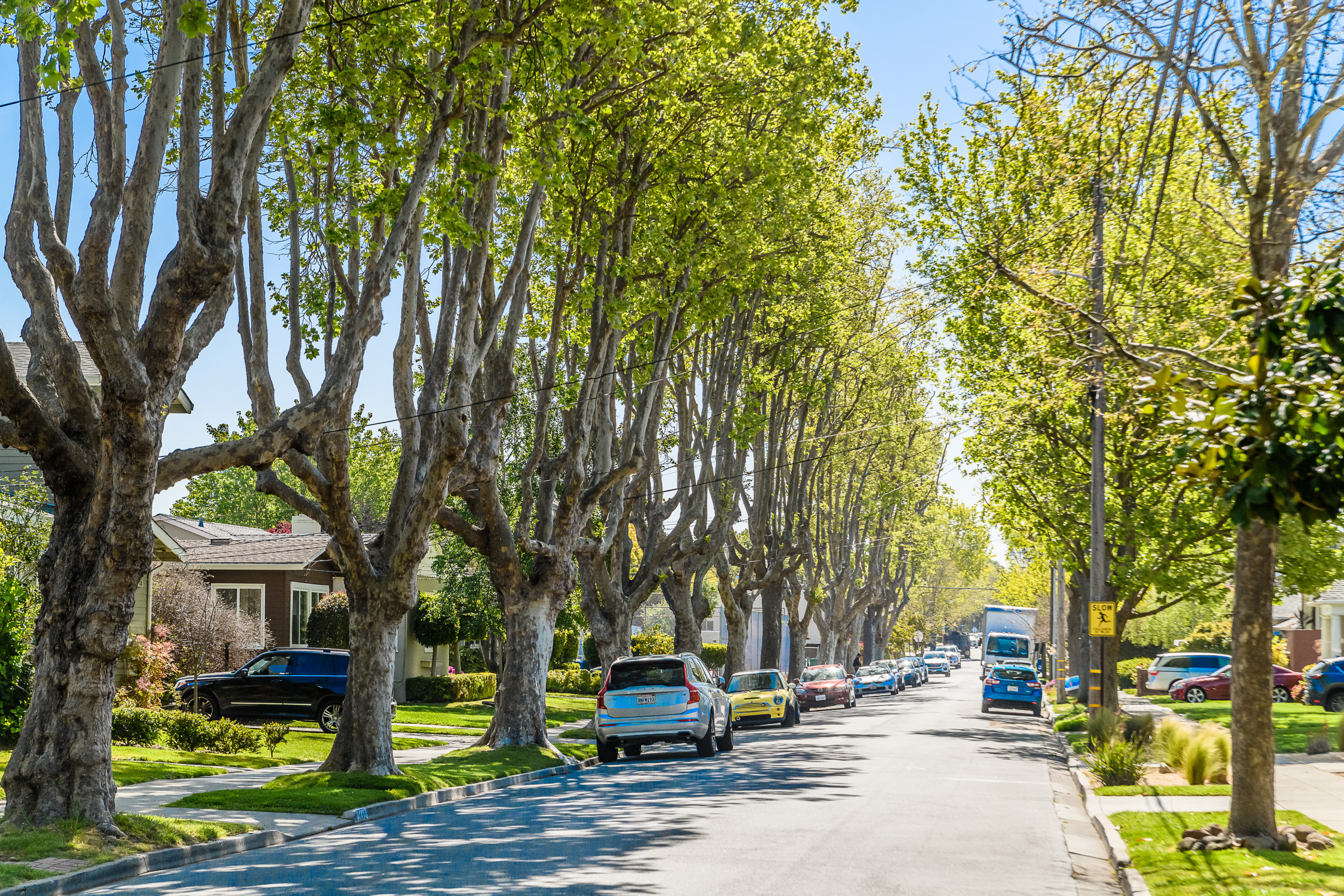 Burlingame Grove tree-lined street with card parked on each side in Burlingame.