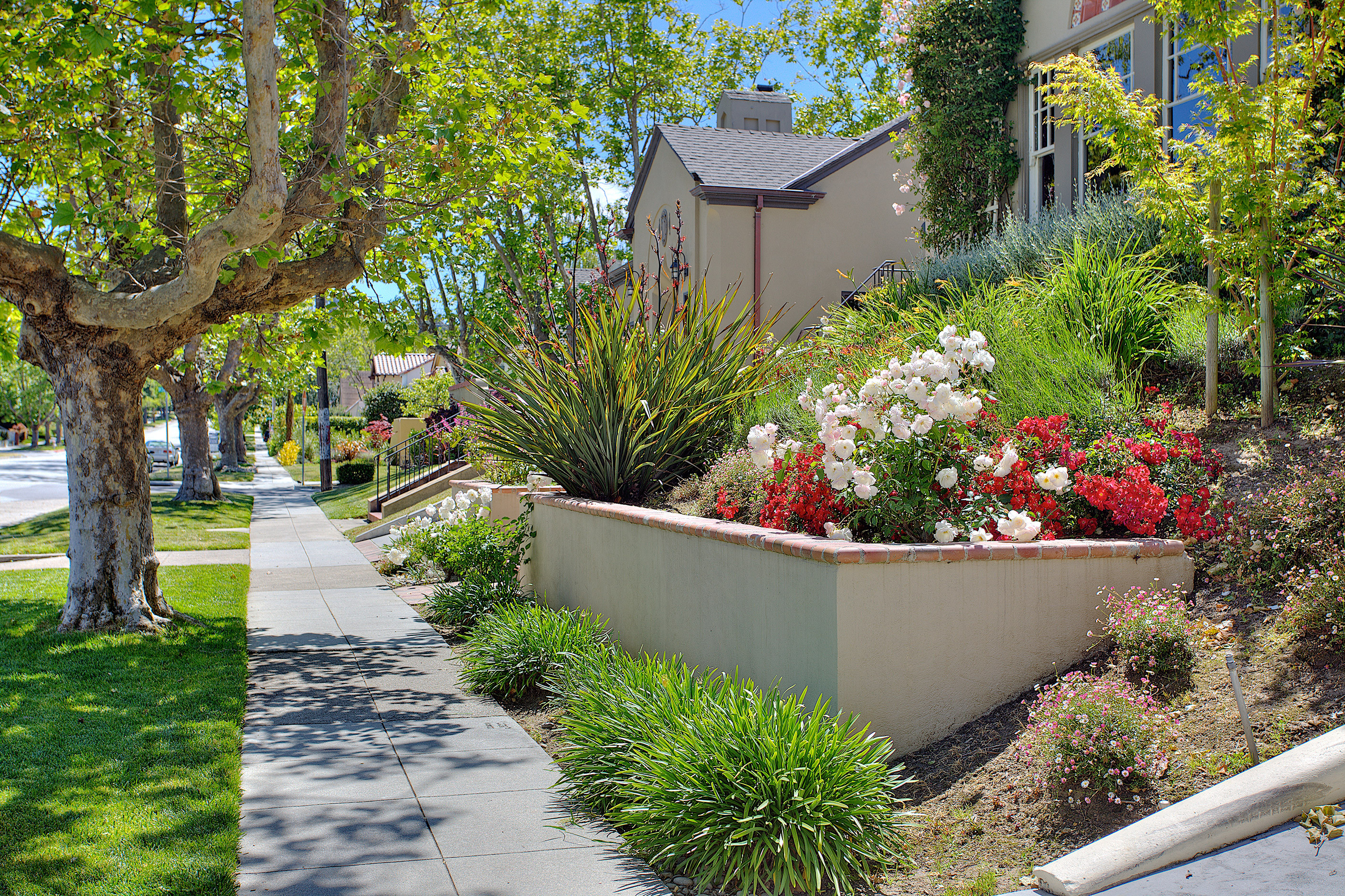 landscaped front yard with flowers on a residential street in burlingame