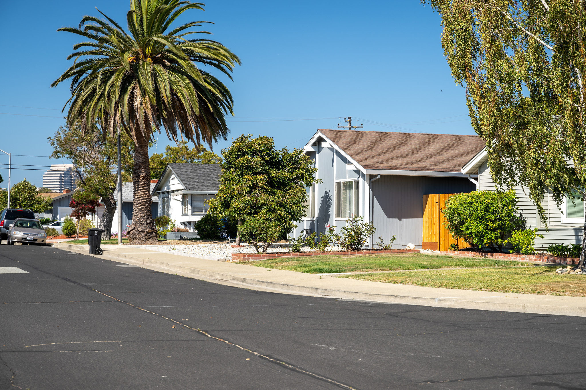 Street view with palm tree in the Los Prados area in San Mateo